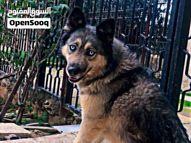 كلب هاسكي مكس جيرمان