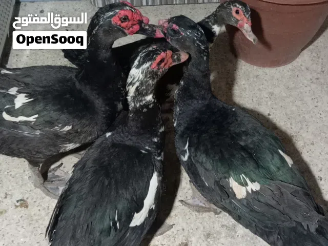 بط بلدي للبيع 5 اناثي وذكرين في ثلاث اناثي راقدات ع 50 بيضة وثنتين بدهن يبيضن عشان يرقدن