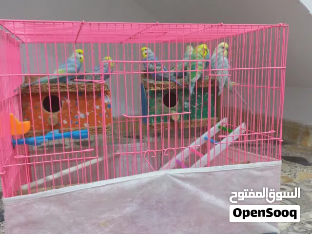 طيور حب امايات خشنات