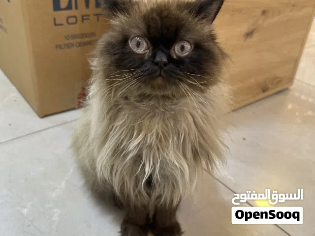 قط هملايا ....