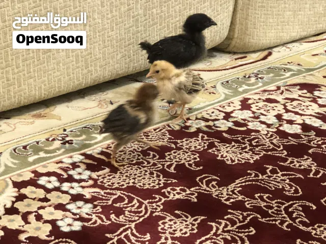 للبيع ثلاث حبه صيصان صغار سعر مانختلف