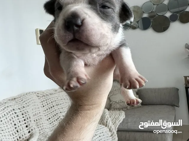 American bully puppy