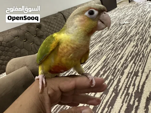 ببغاء كنيور اناناس ردفاكتور جامبو