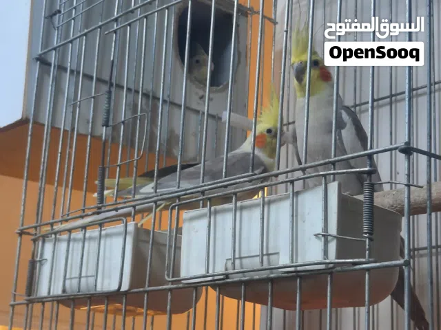 جوز كوكتيل للبيع مع قفص أقرأ التفاصيل