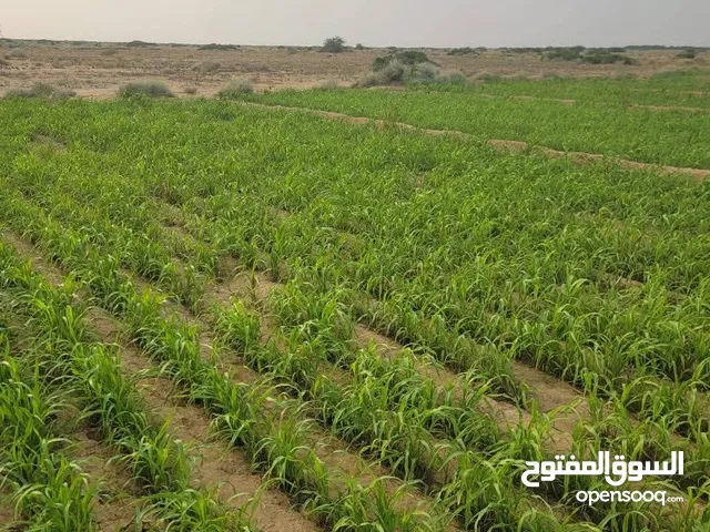 Farm Land for Sale in Al Hudaydah Other