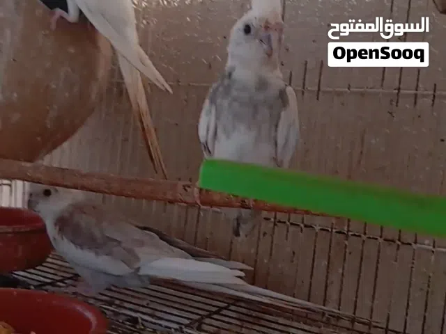 طيور كوكتيل ذكور البينو ووايت فيس 3 للبيع مع انثئ بادجي مع قفص