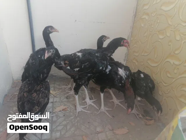 دجاج باكستاني نسل ممتاز سعر 5ريال وشي 7ريال وشي 8ريال