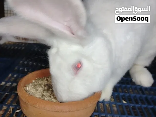4 اناثي ابرق و ذكر اكراني ابيض و ذكر الماني ازرق