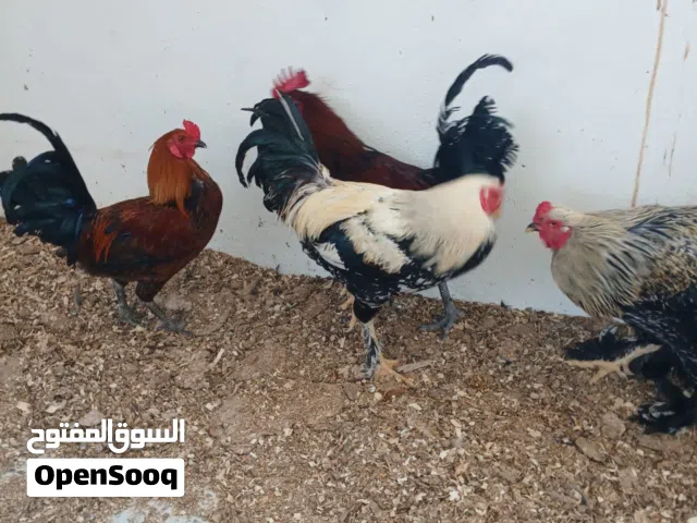 4 ديوك نخب اول للبيع بسعر حرق