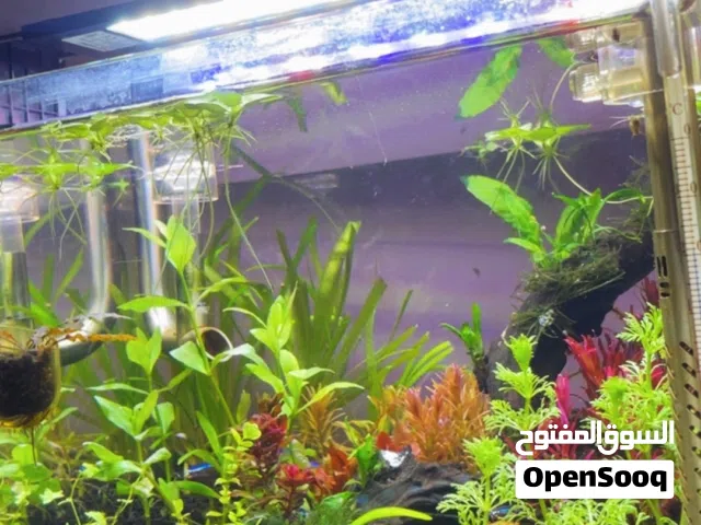 حوض كريستال اصلي للبيع فقط