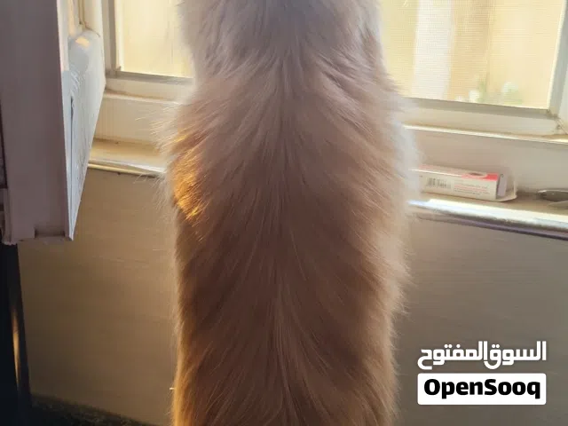 قط انثى عمر سنة ونص