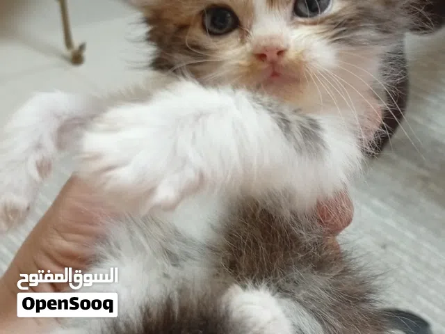 قطط عمرهم 50يوم ذكور وإناث لعوبين جدا متعودين على الليتر بوكس وتاكل دراي فود و وايت فود لون رمادي وم
