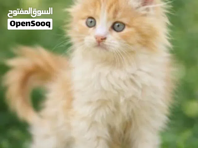 قطط شيرازي بأنواع واللوان مختلفه