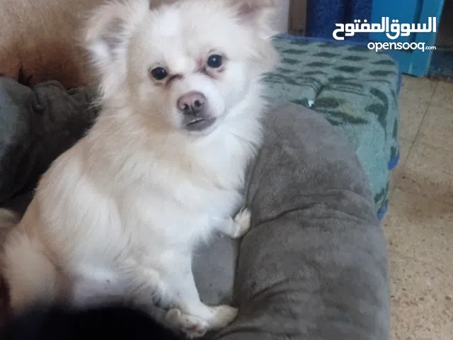 كلاب جريفون للبيع