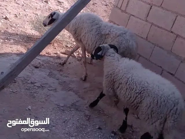 نعجه قبرصيه معها خروف صلاه النبي طولها سنها ريشه الحبه