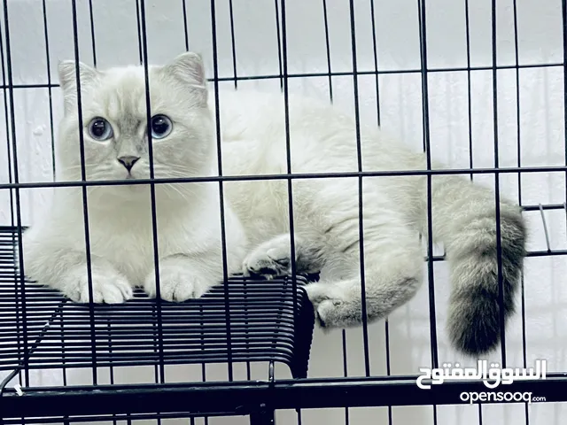 For adoption