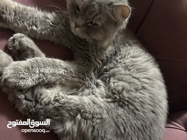 للبيع قطه جميله
