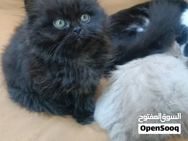 ذكر هيمالايا عمرو شهرين ونص لعوب متعود عالدراي فود والليتر