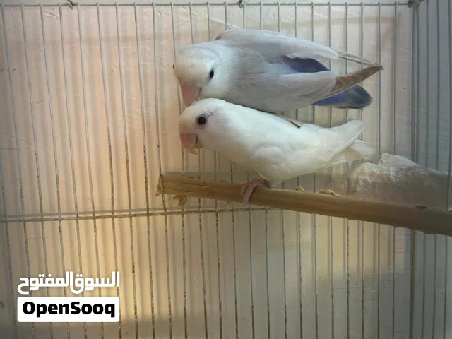 زوج لوف بيرد الوان مميزه