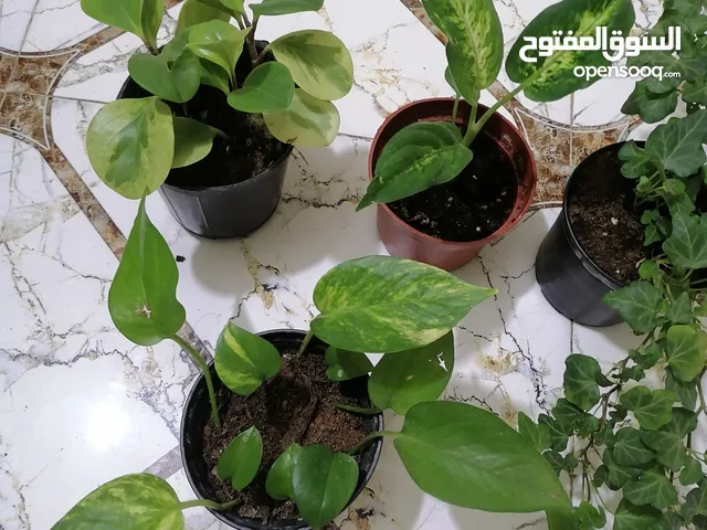 نباتات داخلية ظلية.. جميلة جدا تصلح للمكتب او الرفوف.الوصف مهم