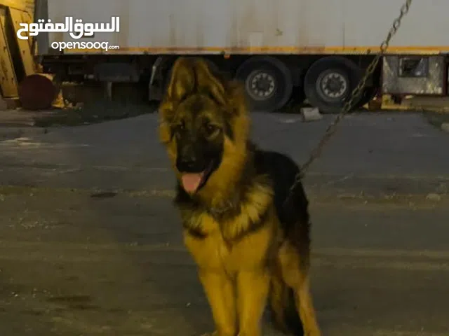 انثى جيرمن الونق هير العادي انثى مشالله تبارك الرحمان