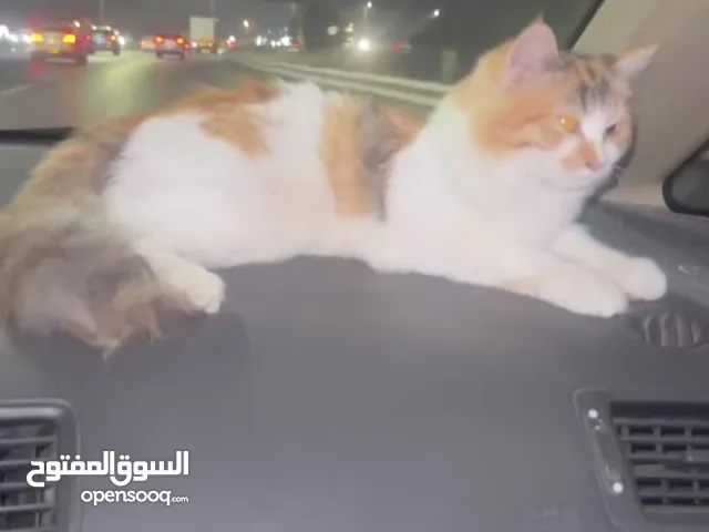 قطه انثى للبيع