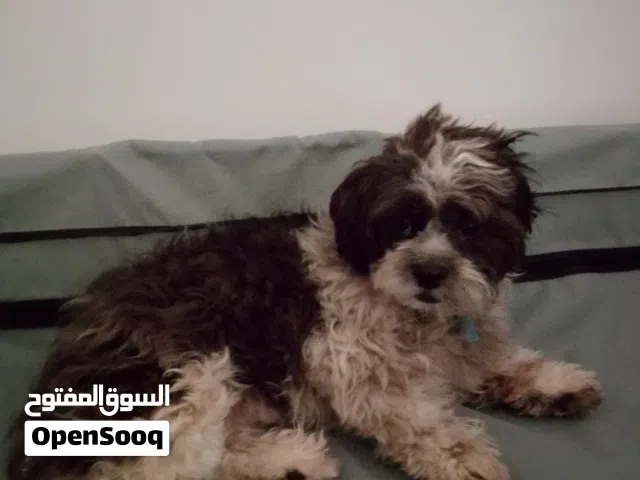 شيتزو ذكر عمره سنه وشهر