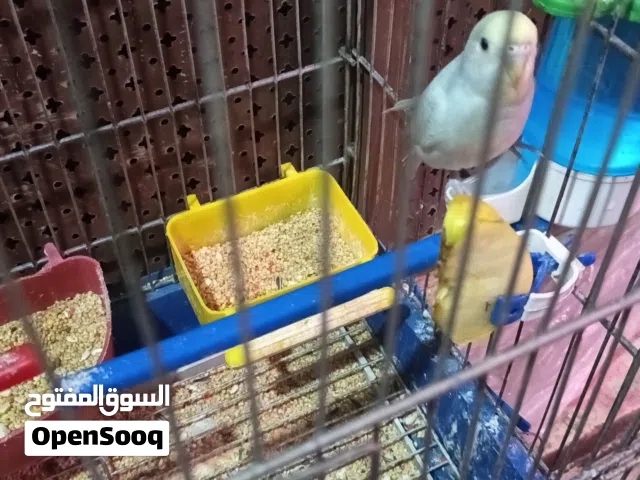 عصافير حب للبيع