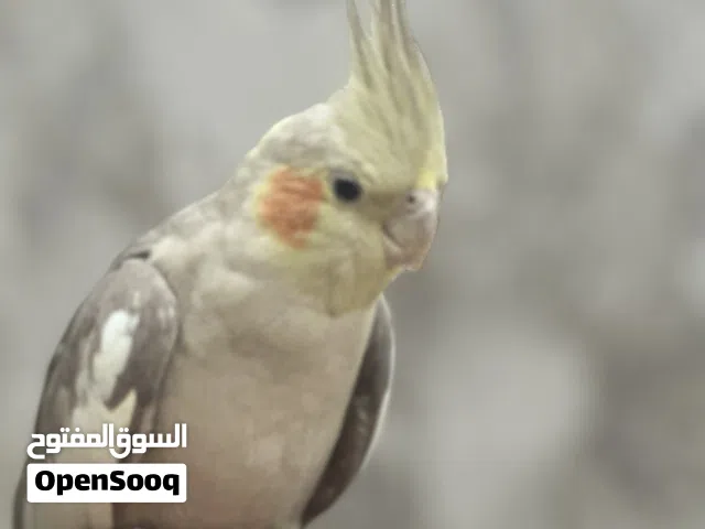 كوكتيل اليف شوف الوصف احسن