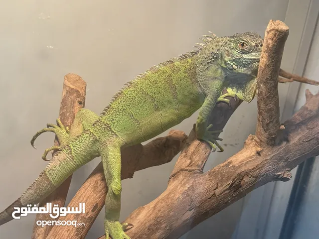 اغوانا الخضراء green iguana