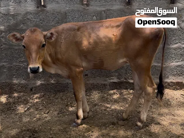 عجله تهجين جيرسي رقم واحد للتربية