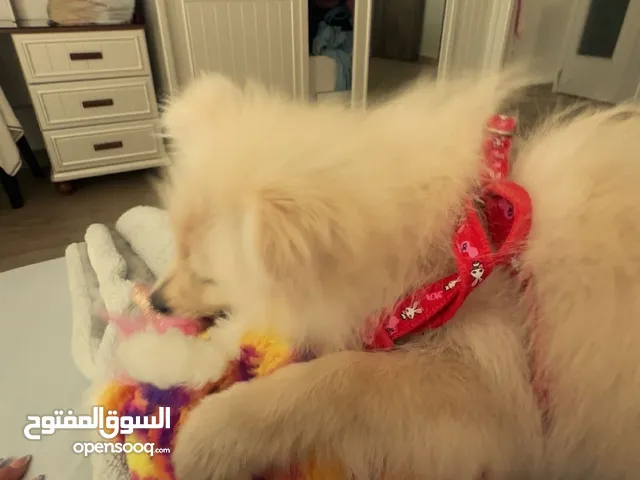 كلب بومرينيان