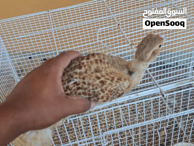 صفرد بكستاني للبيع