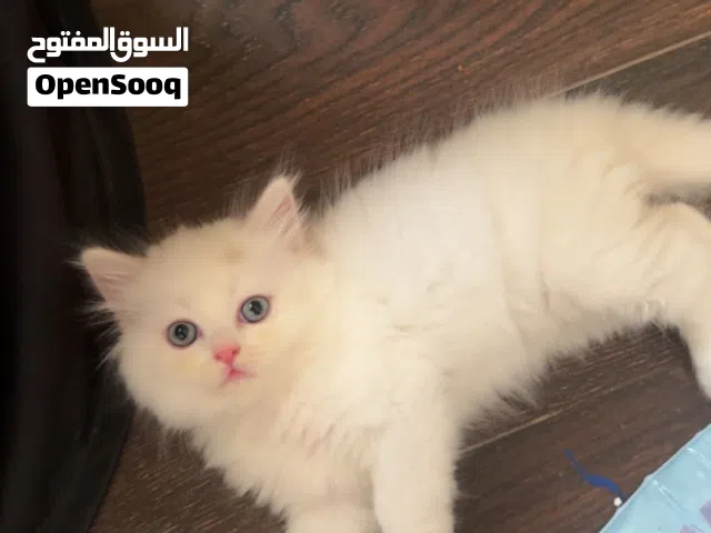 قطة أم وابنها للتبني Mother cat and her kitten for adoption