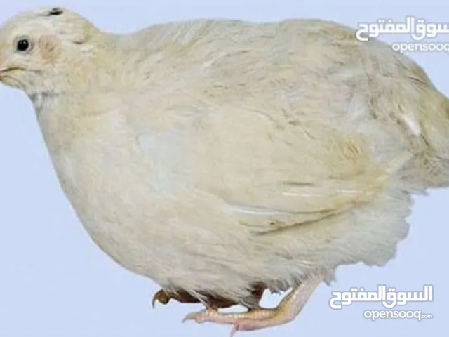 مطلوب مطلوب سمان ذكر وانثي