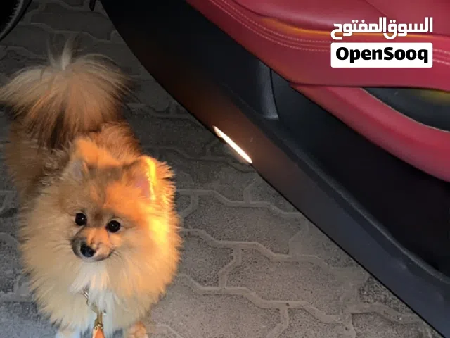 كلب بومرينيان ذكر للبيع