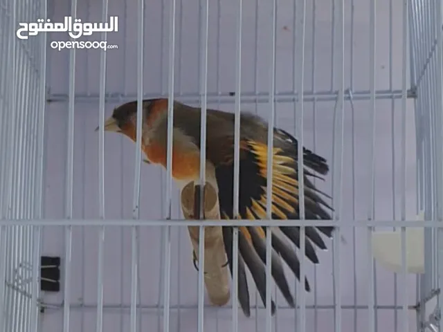 مكس حسون وسسكن من النوادر