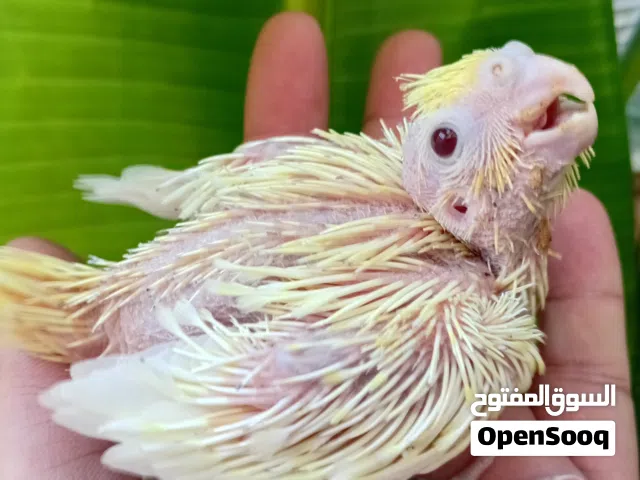 كوكتيل ترويض