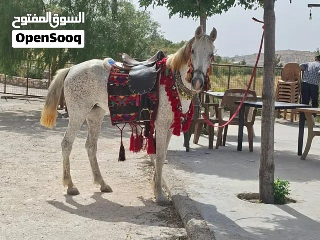 فرس للبيع جرش قفقفا