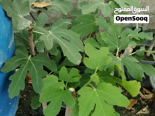 للبيع شتلات تين