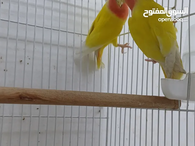 زوج لافبيرد