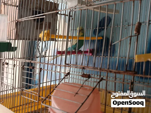 دكر بقلينو با 30