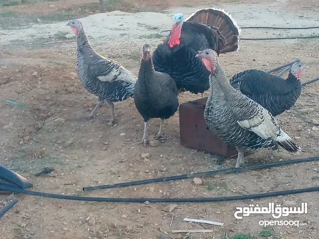 حبش للبيع نخب