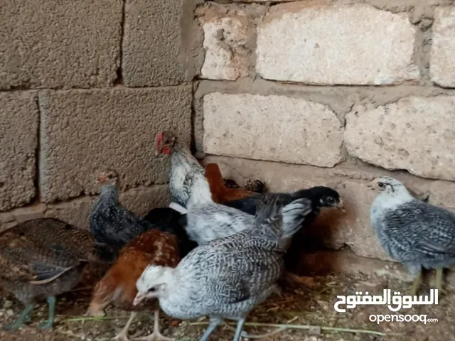 دجاج للبيع