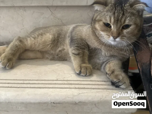 قطط سكوش فولد للتبني مجانا