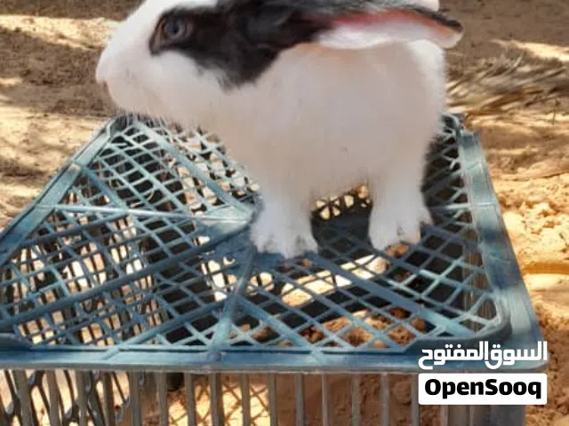السلام عليكم أرنب ذکر ربي يبارك