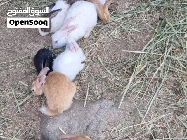 أرانب للبيع