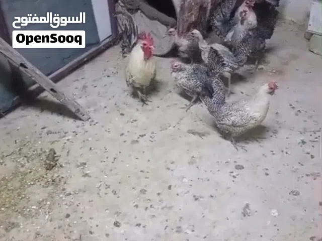 دجاج برانكز الفضي عدد4 نقي خط1ابوركيبه الفيومي الفضي مصري خط اول عدد3 اقره وصف