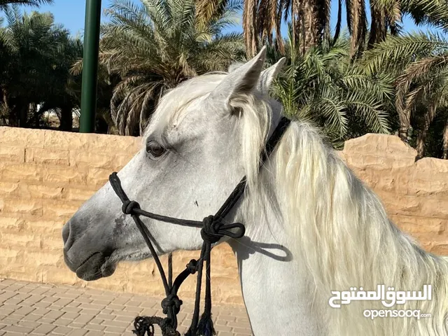4 أحصنة