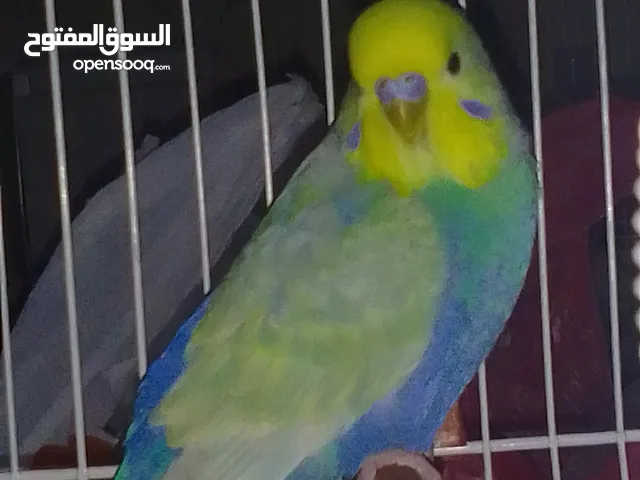 كوبية رينبو